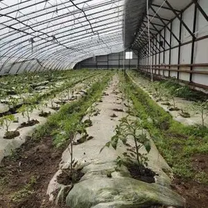 黑龙江西红柿销售价格