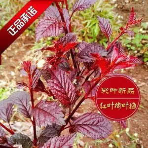 小桃红 红叶榆叶梅 重瓣绿叶扦插小苗营养杯苗