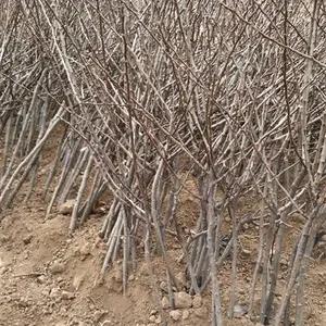 采摘园山楂树 山西山楂树采购基地 1-2-3公分大金星山楂树