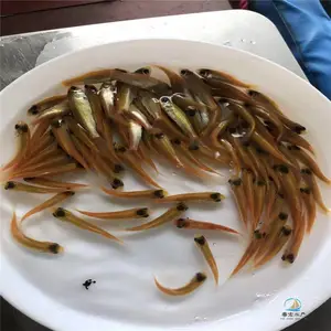 ����˹������� ���۽�˿������ ���۽�˿������