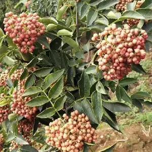 陕西3公分花椒苗价格