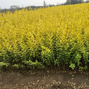 金叶女贞 小区庭院公绿化种植市政园林观赏种植
