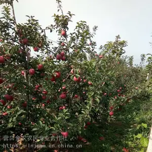 ������ƻ�������� 4����ƻ����***��