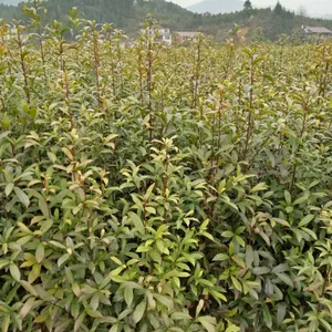 江西供应杜英小苗、碧青苗木场批发杜英小苗、供应1-2-3-4-5公分杜英、绿化苗
