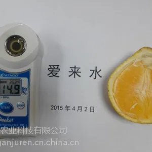 媛小春柑橘价格,媛小春的种植技术