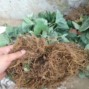 �¼���ݮ�� ��ţ�̲�ݮ��۸�