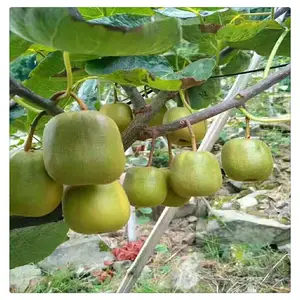 �������ۼ޽�⨺��� ����⨺����� С�� ���ֵ�⨺�����