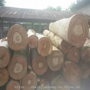 供应桉木 进口桉木 一手看砍伐桉木 优质桉木