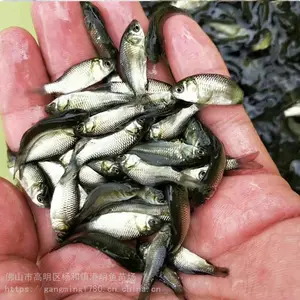 �࿲ ���� ���Ӱ�������,�߱�������,�����糧��
