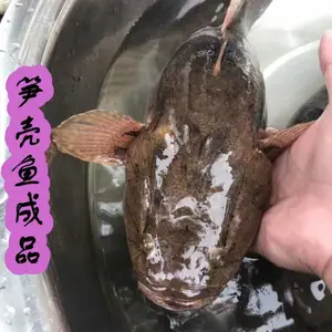�����г��۵�ˮ��ֳ������� ̩��������� �ư߼��������ˮ��/���/��������