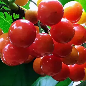 ���������ӣ����۸��,������ӣ�������Ǯһ��