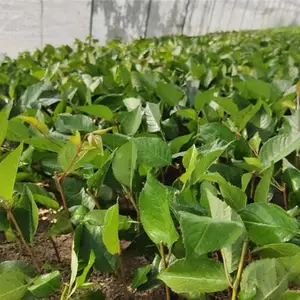 内蒙古吉塞拉大樱桃苗-鑫农园艺果树苗基地-吉塞拉大樱桃苗批发