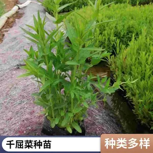 ǧ���˱��� �ܻ�ǧ���˶������޸�ֲ�� ˮ��ʪ���̻�