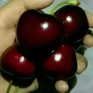 5����ӣ���� 3���ִ���ӣ���� ��ũ��ľ ��ϵ��