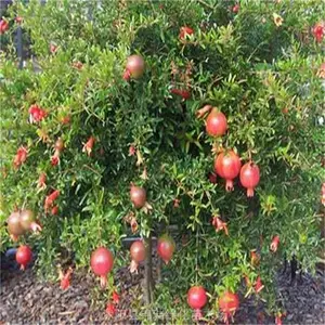 ���۵ؾ�2-3-4-5����ʯ���� ��ֲ������