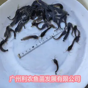 本地塘鲺鱼苗 改良品种皇妃一号胡子鲶苗 全国包邮