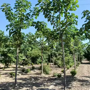 2公分至5公分紫花泡桐树苗,贵州黔西泡桐小苗基地,泡桐根桩苗产地报价