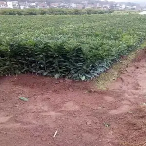 ��֦��4-5�������������缼��ָ��