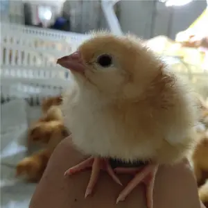 ������������۸������������ë������