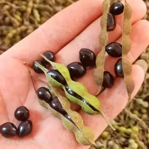 贵州安顺野生苦参种子_中药材山豆根苗_山豆根种子_新鲜山豆根现货供应