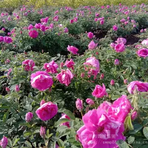 ������Ӧ �ļ�õ�廨 �༾��õʳ��õ�廨����С��