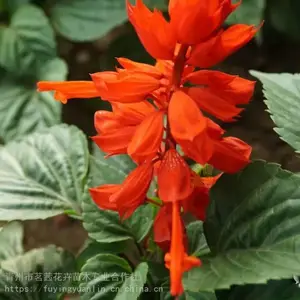 ���绨�ܳ���һ���� һ������������ һ������ֲ����