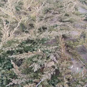 苗圃批发40公分铺地柏价格0.45元 实地看货 现场挖苗