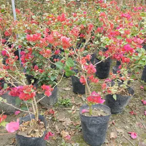 �ϻ�����÷�ı������� �컨����÷����۸� ����÷����
