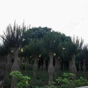�Ĵ�ֲ�������������� ����Բ���۸� ��ޱ�����Ļ�������