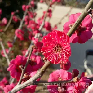 ����***�ؾ�5���ֺ�÷���۸������Ǯһ�� ���� ͼƬ