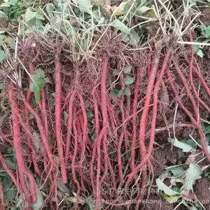 批发丹参种苗,菏泽丹参种植,丹参苗基地,菏泽丹参苗