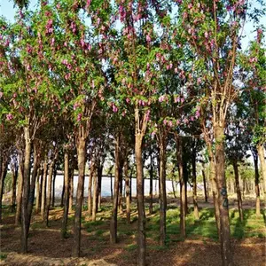 香花槐批发 香花槐基地直销 香花槐多少钱一颗