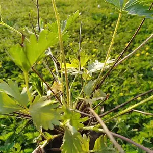 委陵菜-宿根地被植物【委陵菜供应基地】北京本地苗