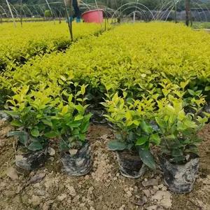 金森女贞杯苗