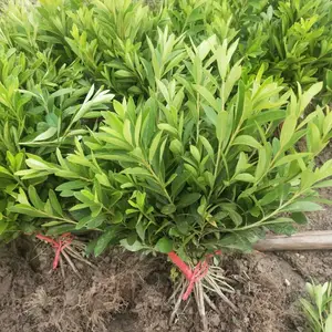 杜鹃花小苗湖南毛杜鹃