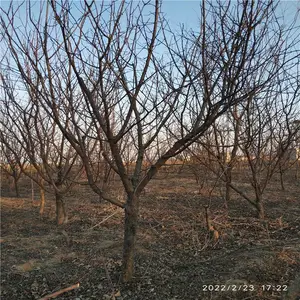 美化缘 花坛点缀绿化树造型 茎粗8公分造型美人梅