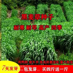 运城绿化草籽经销商