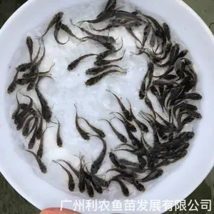 叉尾鱼苗批发 淡水鮰鱼苗出售 大规格好养殖规格齐全