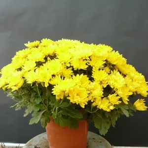 开封独本菊、盆栽菊花种植基地