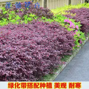 �컨��ľ���ľС�����ľ���Թ����̻���ľ���綬�����̻�������