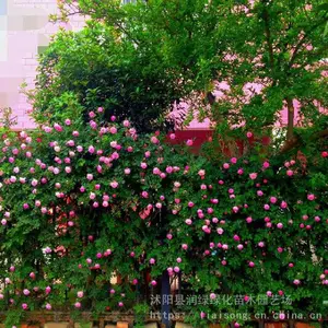 �컨Ǿޱ ��Ԯ��ľ ���ջ���Ҷï ϲ�����Ͱ��� �ر�����
