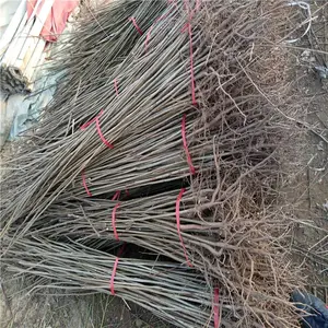 �����㴻���������� �����㴻��۸� ռ���㴻��
