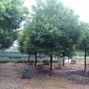 香樟树基地,香樟树价格,精品香樟树,丛生香樟,香樟树行情,香樟树报价