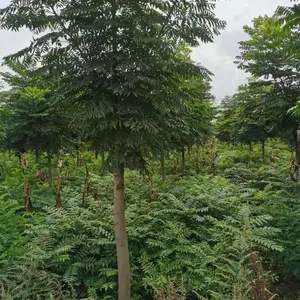 陕西汉中苗木基地直供栾树苗