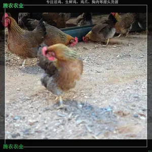 �����⼦ʳ��������ũ�����չ������������Ƽ�