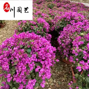 三角梅球苗圃基地直供 四川三角梅球价格报价 红花紫花三角梅球 量大价优