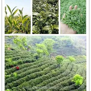 2021年龙潭信阳毛尖浪漫时光绿茶高山明前新茶云雾绿茶 500克