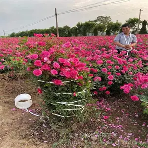 ԣʢ��ñ�¼�-ͥԺ�����쾰-��ɫ��״�¼�