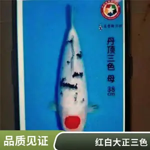 杭 州锦鲤销售 各类品种锦鲤 观赏鱼 渔场直售 鱼池