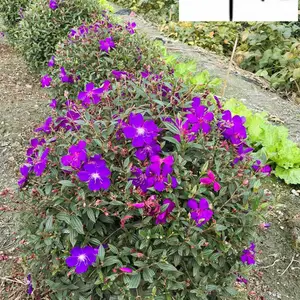 巴西野牡丹球基地直销 紫牡丹产地批发价格 成都巴西野牡丹球价格报价